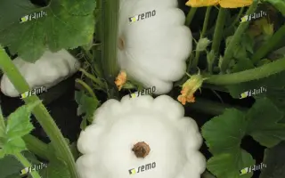 ПАТИНА / PATINA