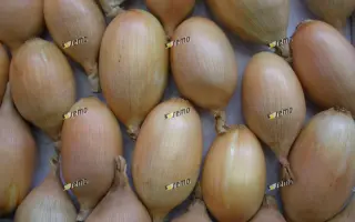 ЭЛИСТА / ELISTA