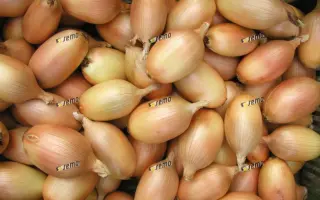 ЭЛИСТА / ELISTA