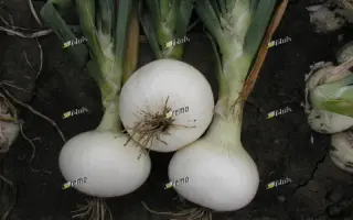 АЛБЕНКА / ALBIENKA