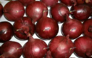 КАРМЕН / KARMEN