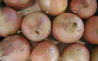 ДАГМАР / DAGMAR