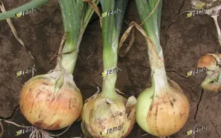 АВГУСТА / AUGUSTA