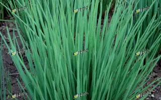 ЭРЕКТА / ERECTA