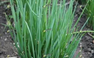 ЭРЕКТА / ERECTA