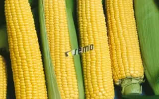 АРАНКА F1 / ARANKA F1