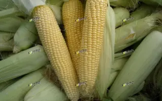 АГНЕС F1 / AGNES F1