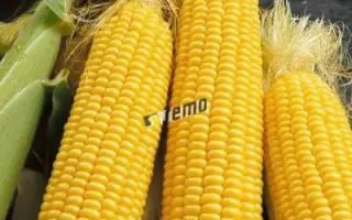 ЕЛИЗАВЕТА F1 / ALSBETA F1