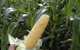 АФРОДИТА F1 / AFRODITA F1