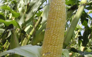 АФРОДИТА F1 / AFRODITA F1