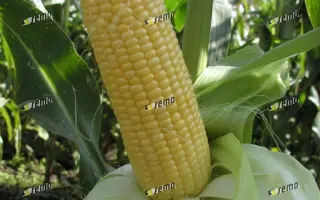 АДИКА F1 / ADIKA F1