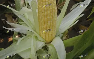 АДИКА F1 / ADIKA F1