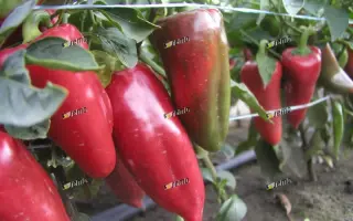 РАФАЭЛА F1 / RAFAELA F1