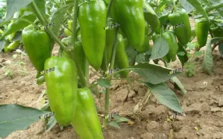 РАФАЭЛА F1 / RAFAELA F1