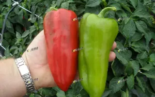 РАДУЗА F1 / RADUZA F1