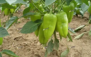 РАДУЗА F1 / RADUZA F1