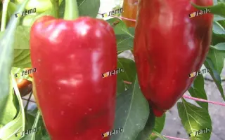 ЛУНГИ F1 / LUNGY F1