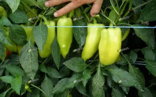 ЛУНГИ F1 / LUNGY F1