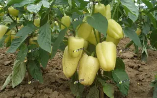 АМИКА F1 / AMYKA F1