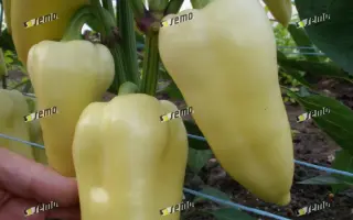 СУПЕРАМИ F1 / SUPERAMY F1