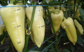 СУПЕРАМИ F1 / SUPERAMY F1