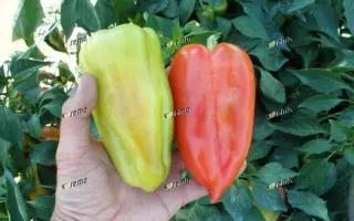 СЛАВИ F1 / SLAVY F1