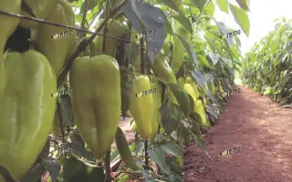 СЛАВИ F1 / SLAVY F1