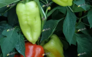 СЛОВАНА F1 / SLOVANA F1