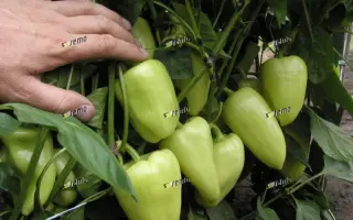 СЛОВАНА F1 / SLOVANA F1