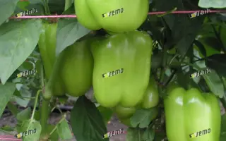 САСКИЯ F1 / SASKIA F1