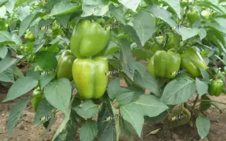 САСКИЯ F1 / SASKIA F1