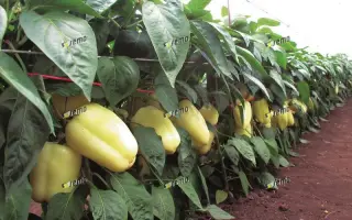 КВАДРИ F1 / KVADRY F1