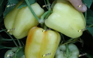 КВАДРИ F1 / KVADRY F1