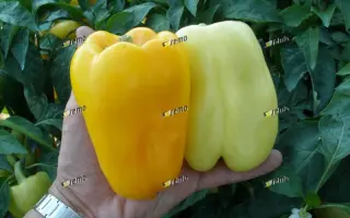 ГЕЛБИ F1 / GELBY F1