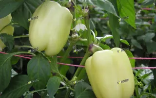 ГЕЛБИ F1 / GELBY F1