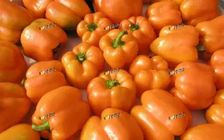 ОРЕНИ F1 / ORENY F1