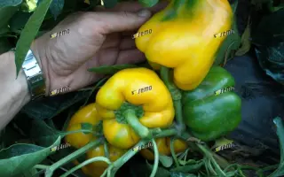 ОРЕНИ F1 / ORENY F1