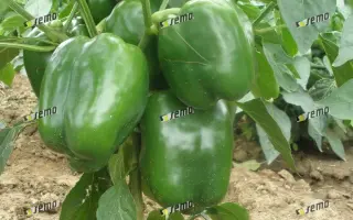 РУБИКА F1 / RUBIKA F1