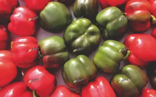 РУБИКА F1 / RUBIKA F1