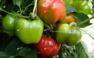 ТАМИНА F1 / TAMINA F1