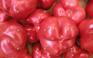 ТАМИНА F1 / TAMINA F1