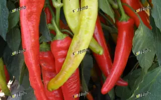 СЕМАРОГ / SEMAROH