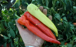 СЕМАРОГ / SEMAROH