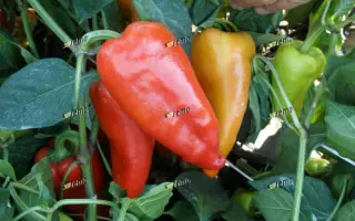 ОСТРИ F1 / OSTRY F1