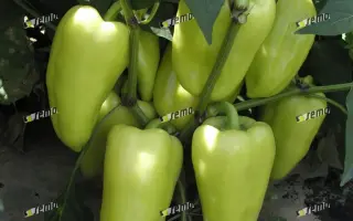 ОСТРИ F1 / OSTRY F1