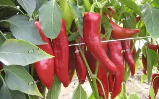 ДРАКИ F1 / DRAKY F1