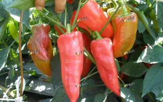 ДРАКИ F1 / DRAKY F1