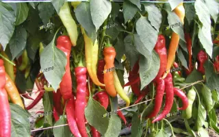 ПАЛИВЕЦ / PALIVEC