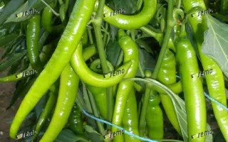 ПАЛИВЕЦ / PALIVEC