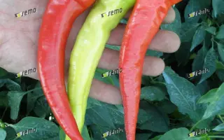 ОГНИВЕЦ / OHNIVEC